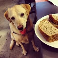hond op dieet