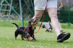 honden training